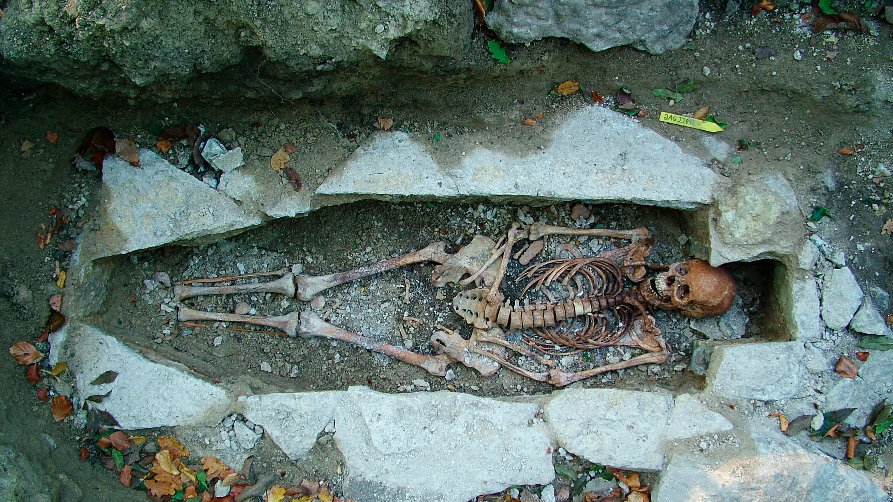 El ADN de un esqueleto femenino llamado Kata encontrado en un sitio de entierro vikingo en Varnhem, Suecia El ADN de un esqueleto femenino llamado Kata encontrado en un sitio de entierro vikingo en Varnhem, Suecia