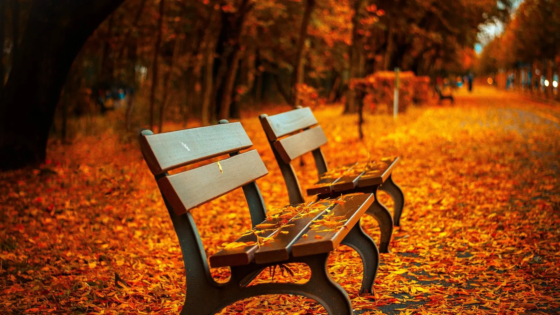 Otoño: ¿Cuándo empieza el otoño en 2020? Otoño: ¿Cuándo empieza el otoño en 2020?