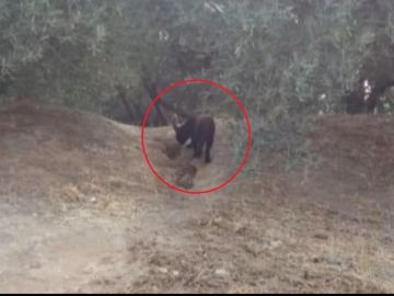 Fotografía de la supuesta pantera negra en Granada