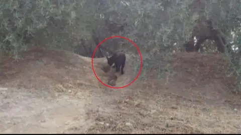 Fotografía de la supuesta pantera negra en Granada Fotografía de la supuesta pantera negra en Granada