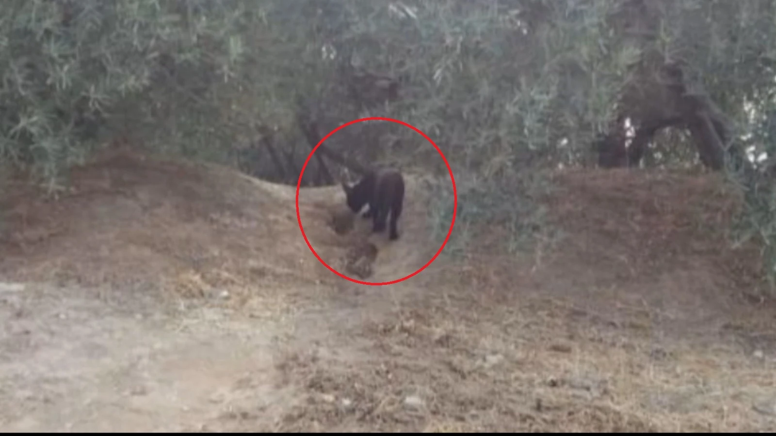 Fotografía de la supuesta pantera negra en Granada Fotografía de la supuesta pantera negra en Granada