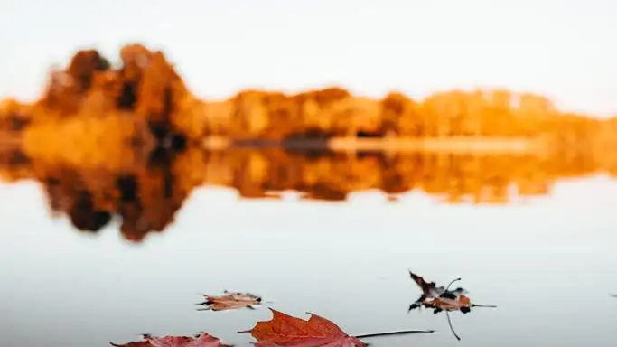 El otoño comienza el 22 de septiembre a las 15:31 h Otoño