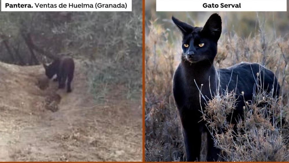¿Pantera o gato serval?
