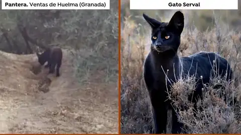 ¿Pantera o gato serval? Pantera en Granada
