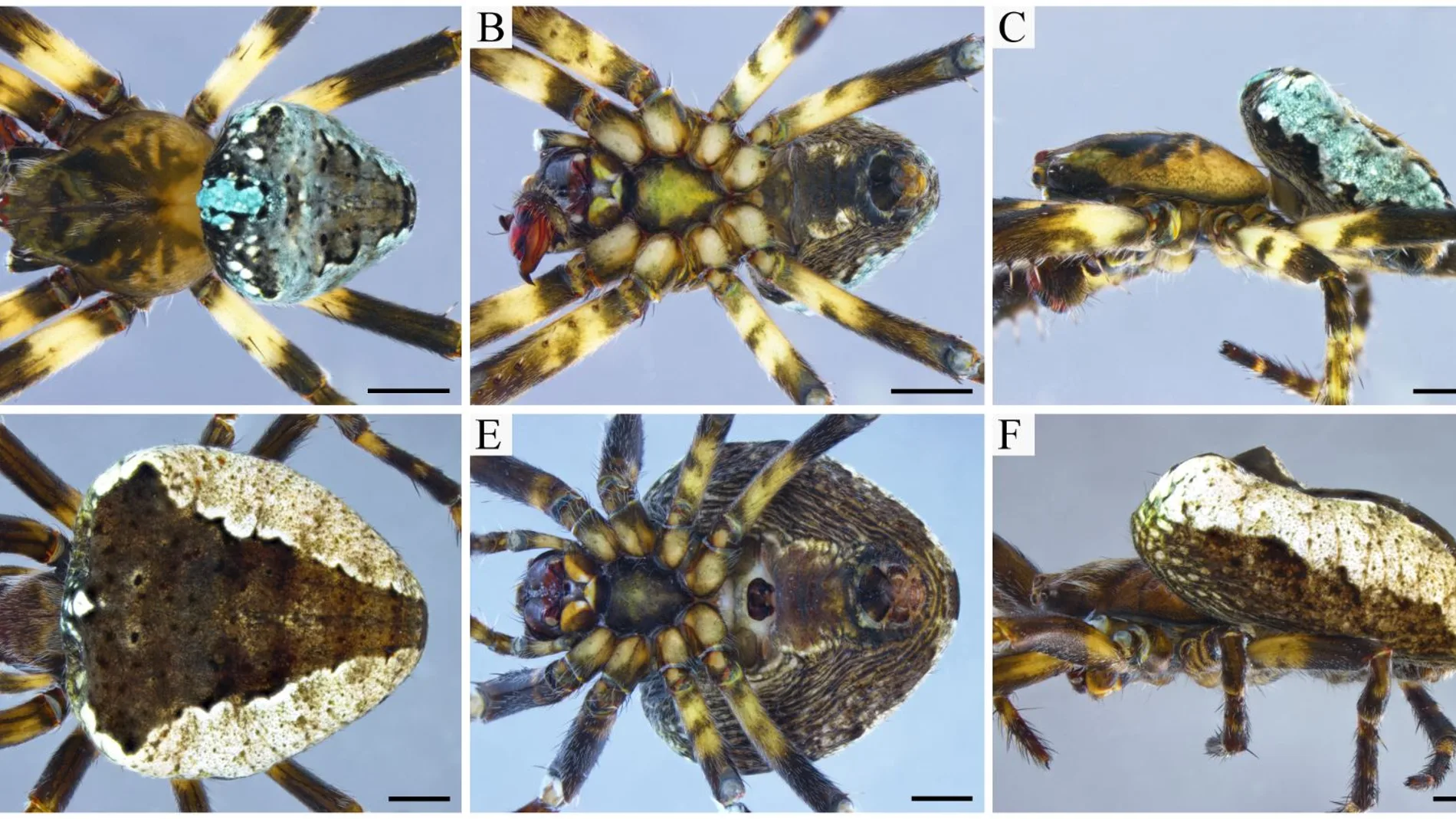 Nueva especie de araña Nueva especie de araña