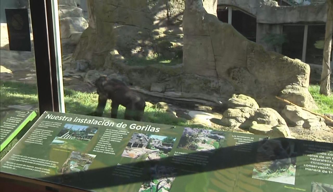 Gorila del Zoo de Madrid Gorila del Zoo de Madrid