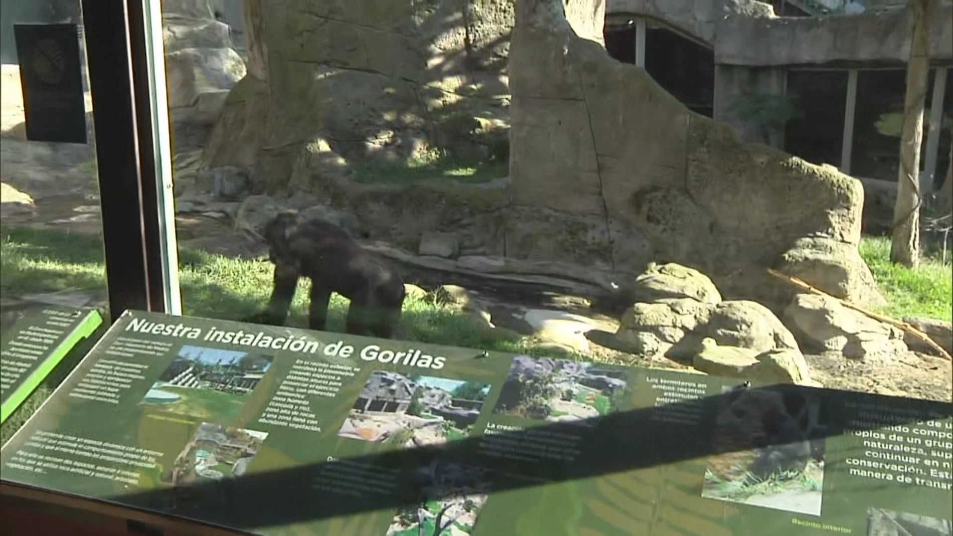 Gorila del Zoo de Madrid