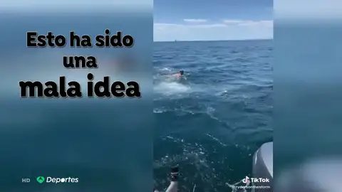 Se lanza al agua pensando que era un tiburón peregrino y se topa de frente con un tiburón blanco Se lanza al agua pensando que era un tiburón peregrino y se topa de frente con un tiburón blanco
