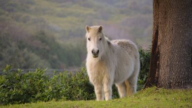 Detenido tras ser sorprendido violando ebrio a un poni en Murcia