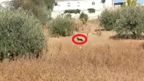 Nuevas imágenes de la supuesta pantera de Ventas de Huelma (Granada) Nuevas imágenes de la supuesta pantera de Ventas de Huelma (Granada)