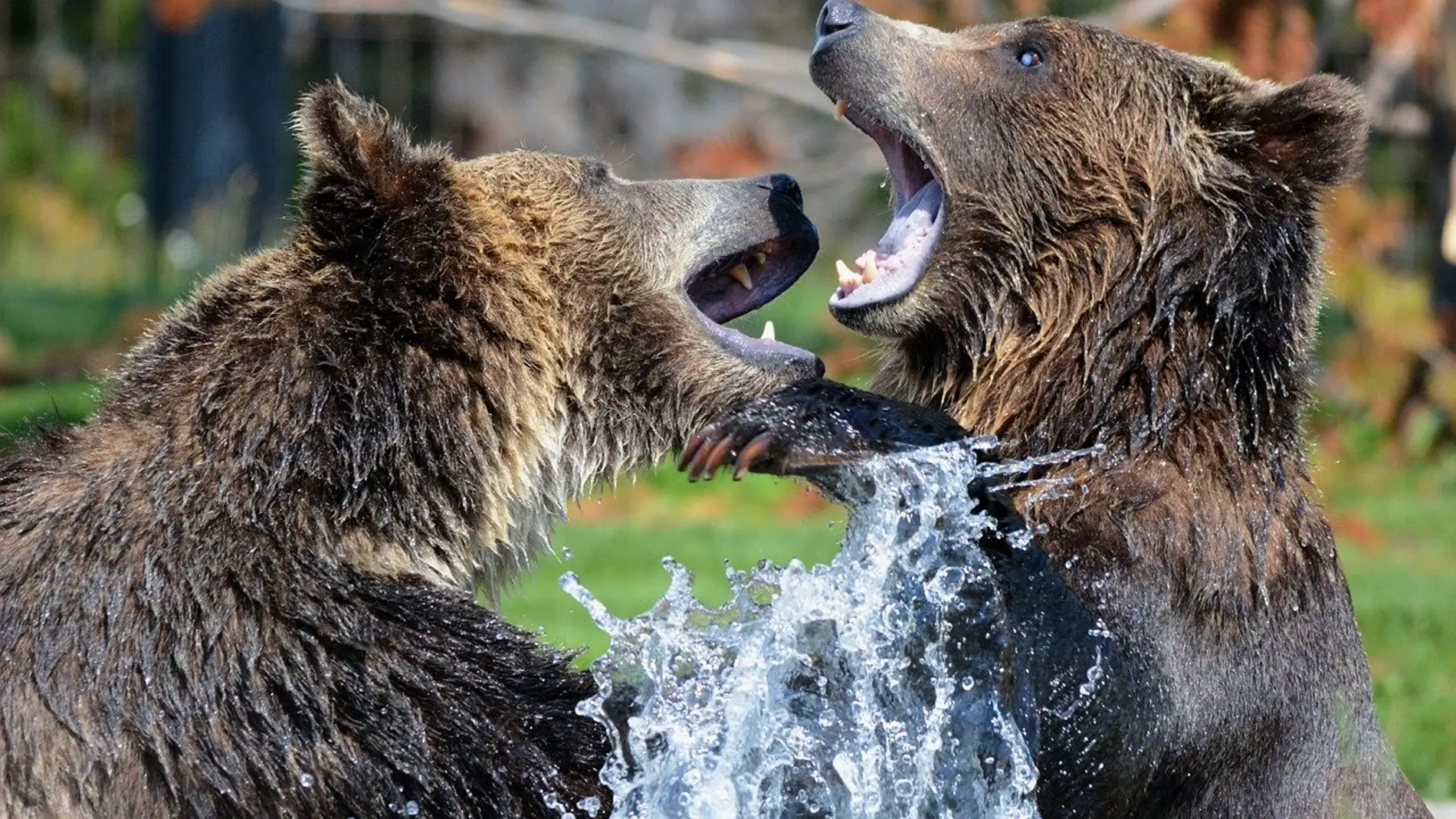 Osos peleando
