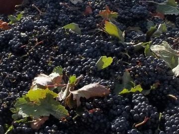 Vendimia en Rioja Alavesa