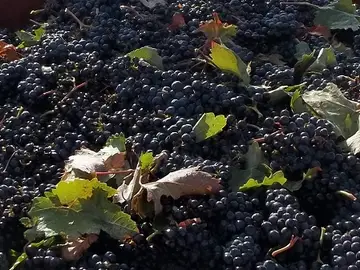 Vendimia en Rioja Alavesa Vendimia en Rioja Alavesa