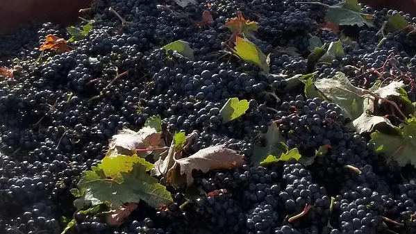 Vendimia en Rioja Alavesa