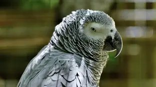 Un parque del Reino Unido aísla a sus loros por enseñarse palabrotas entre ellos y reírse ante el público Parque aísla loros por ser malhablados