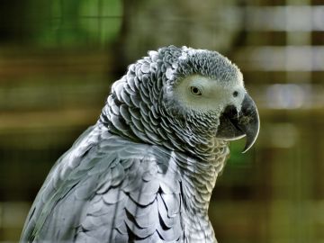 Un parque del Reino Unido aísla a sus loros por enseñarse palabrotas entre ellos y reírse ante el público