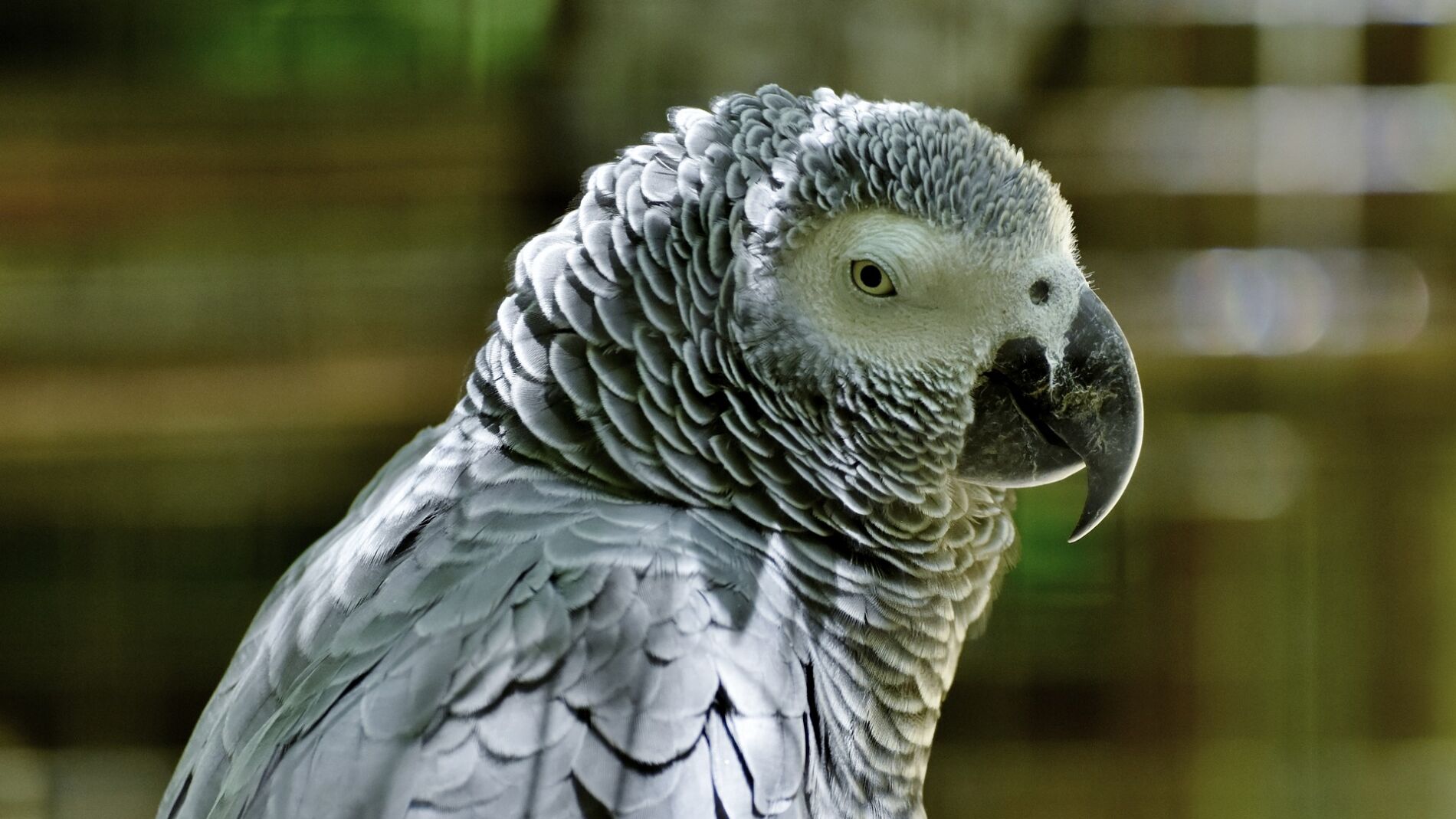 Un parque del Reino Unido a&iacute;sla a sus loros por ense&ntilde;arse palabrotas entre ellos y re&iacute;rse ante el p&uacute;blico