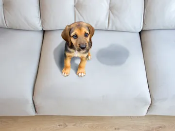 Pipí en el sofá Pipí en el sofá