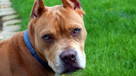 Imagen de archivo de un pitbull Imagen de archivo de un pitbull
