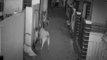 Ataque de un toro en India