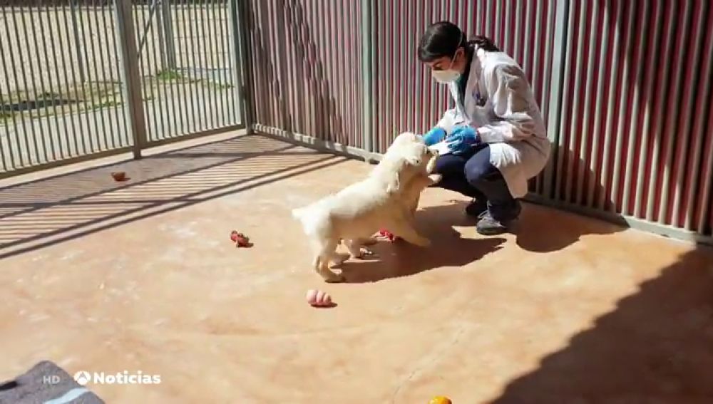 A los perros guía también les causa angustia el confinamiento por el coronavirus