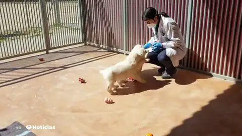 A los perros guía también les causa angustia el confinamiento por el coronavirus A los perros guía también les causa angustia el confinamiento por el coronavirus