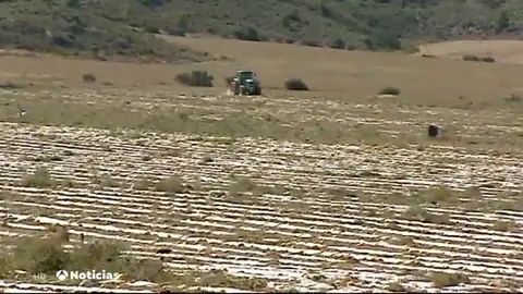 NUEVA MELONES NUEVA MELONES
