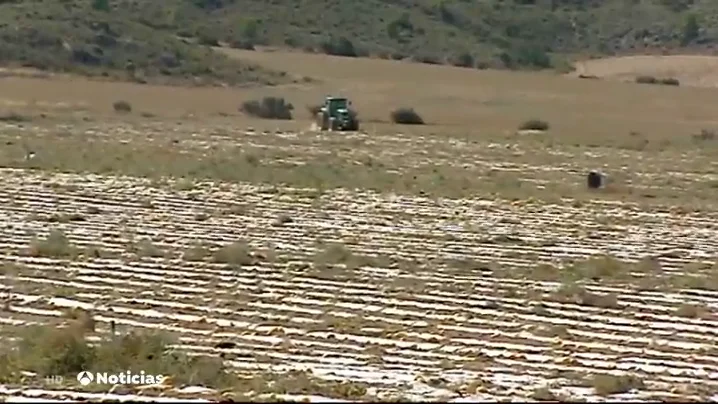 NUEVA MELONES