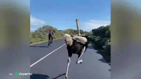 AVESTRUZ AVESTRUZ
