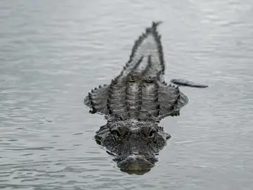 Cocodrilo Cocodrilo