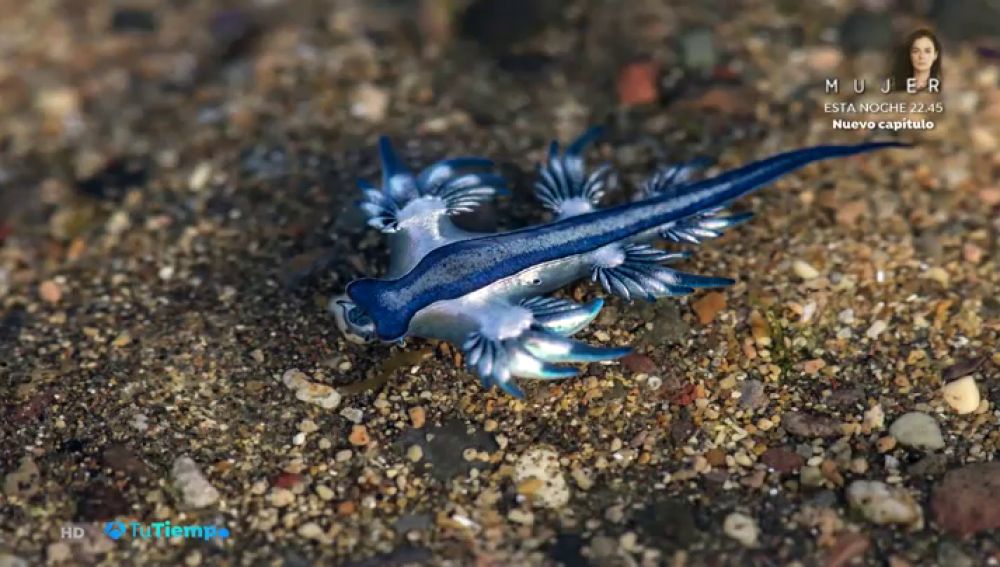 ¿Sabes qué es el Dragón Azul? Esta especie ha sido visto en Canarias