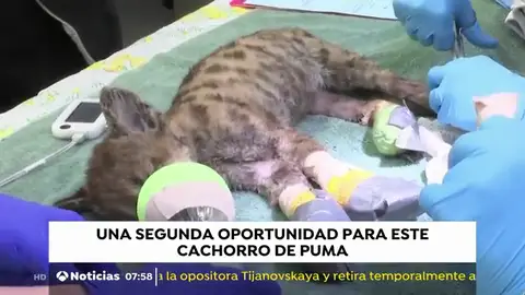 cachorropuma cachorropuma