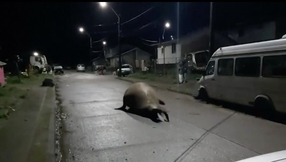 Chile: Un elefante marino deambula por las calles de Puerto Cisne y desata el pánico entre los vecinos