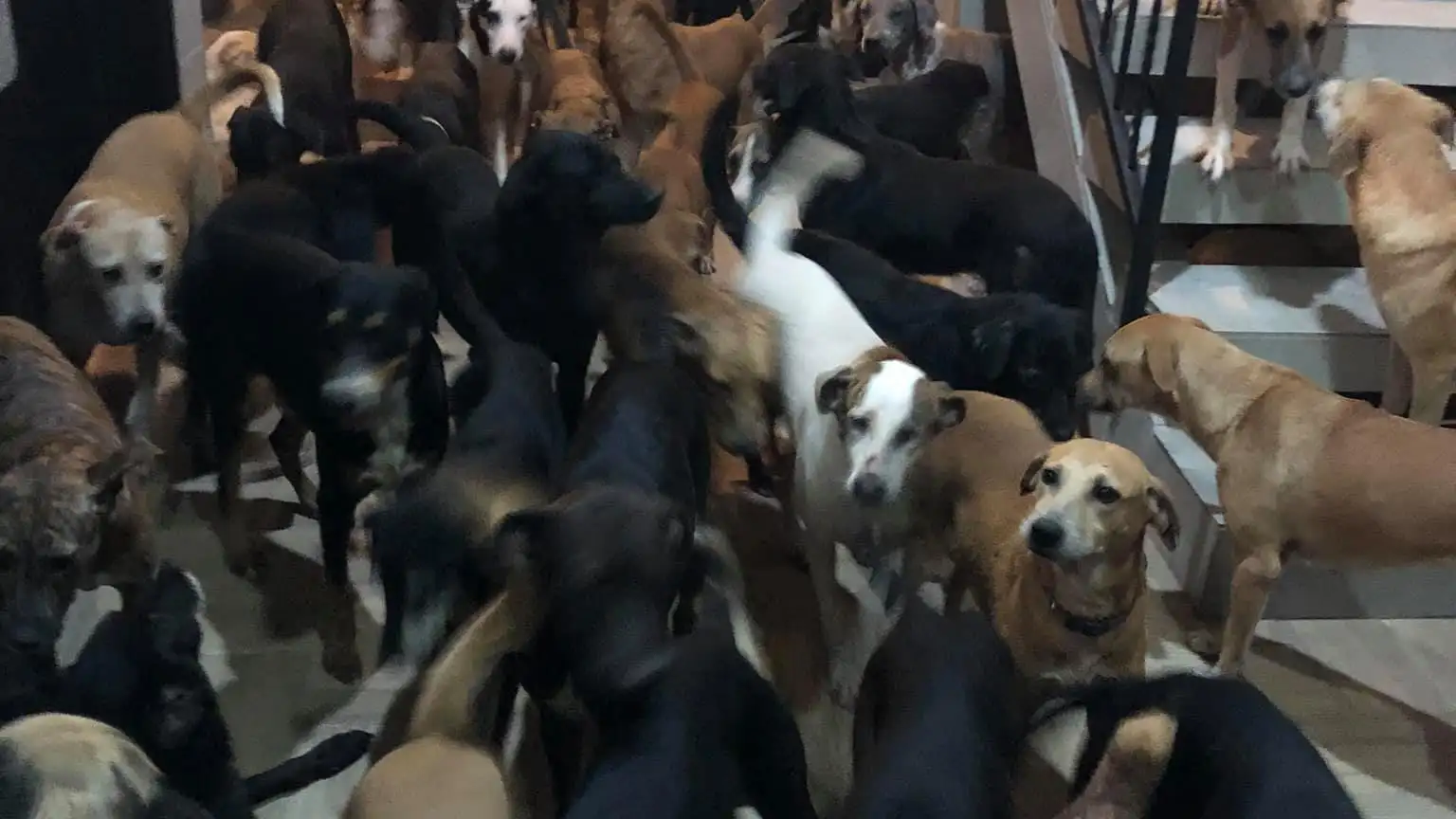 Animales rescatados