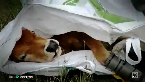 Así fue el complicado rescate de 'Gallarda', una xata con la pata rota, en los Picos de Europa Así fue el complicado rescate de 'Gallarda', una xata con la pata rota, en los Picos de Europa