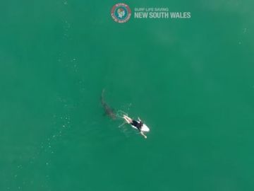Matt Wilkinson y su encuentro con un tiburón