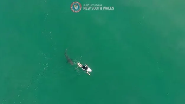 Matt Wilkinson y su encuentro con un tibur&oacute;n