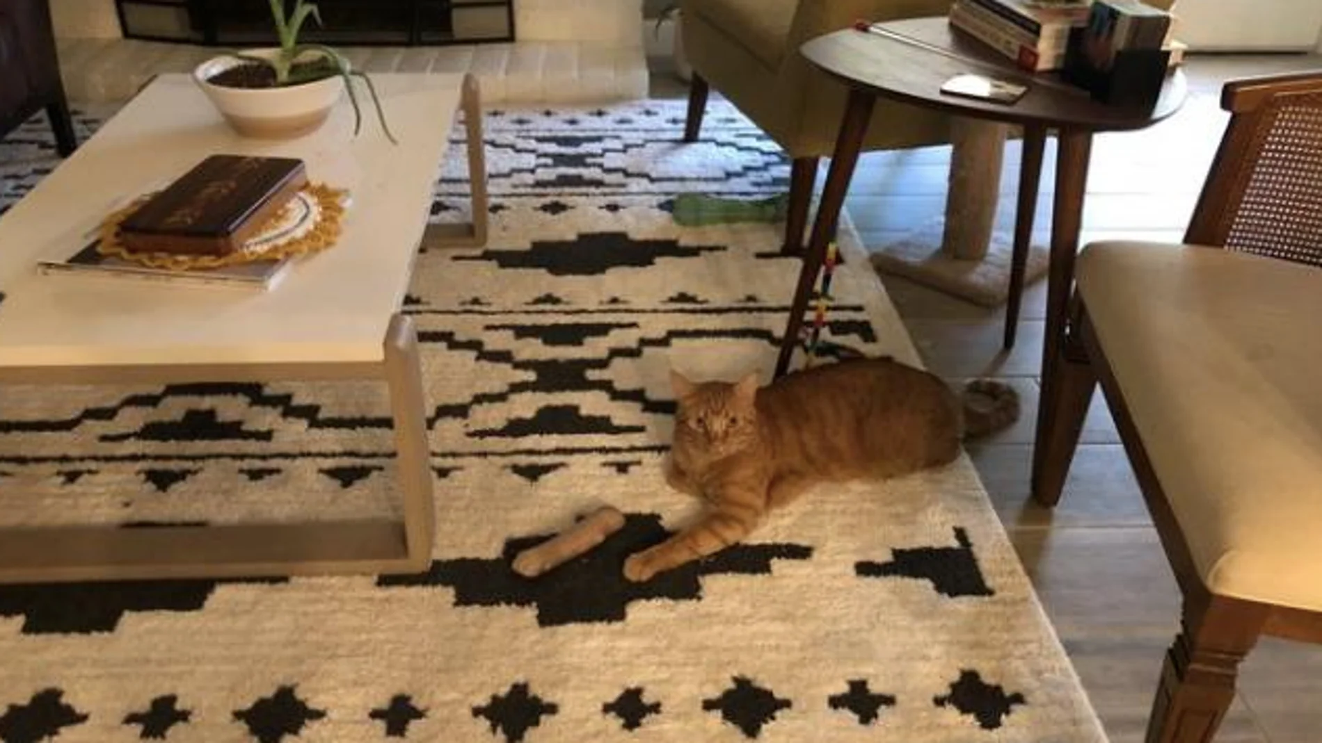 La ilusión óptica de una foto de un gato que se ha vuelto viral La ilusión óptica de una foto de un gato que se ha vuelto viral
