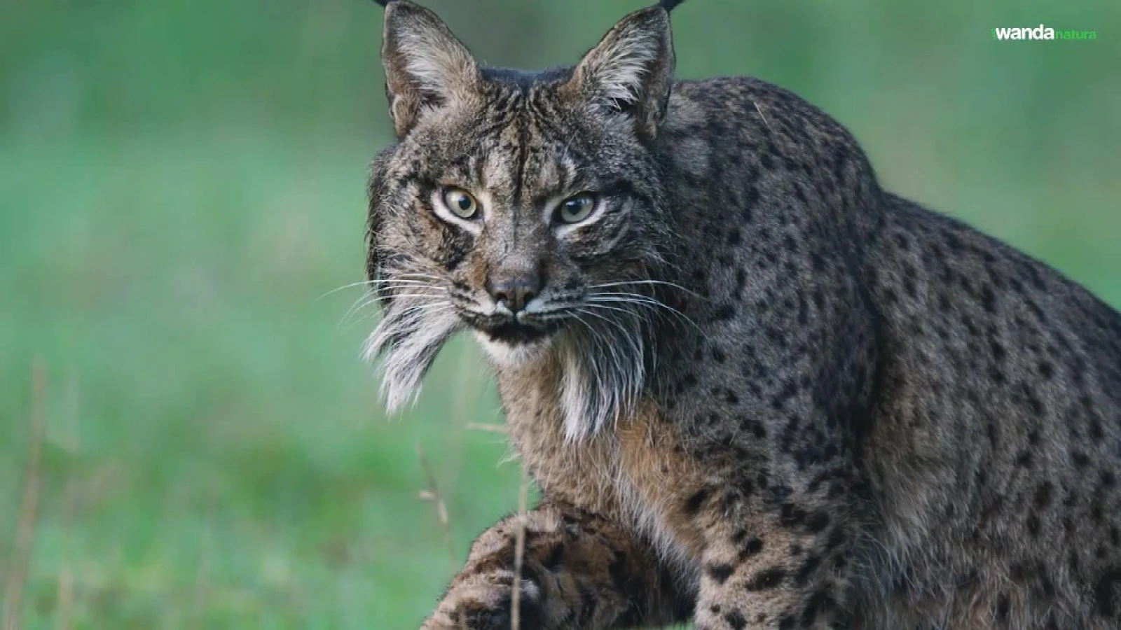 La población de lince ibérico se multiplica por 10 gracias al confinamiento y los programas de reproducción La población de lince ibérico se multiplica por 10 gracias al confinamiento y los programas de reproducción