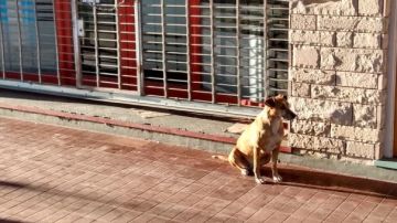 Bianca, la perra que lleva días esperando a las puertas del negocio de su dueña fallecida