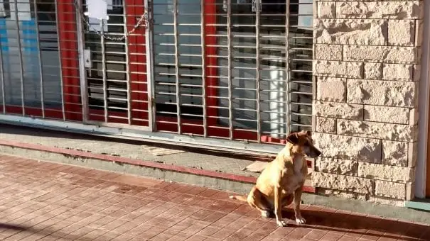 Bianca, la perra que lleva días esperando a las puertas del negocio de su dueña fallecida Bianca, la perra que lleva días esperando a las puertas del negocio de su dueña fallecida