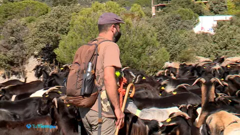 El pastor encamina a las cabras a su paso por El Bolao El pastor encamina a las cabras a su paso por El Bolao