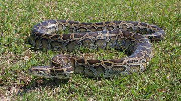 Serpiente pitón birmana