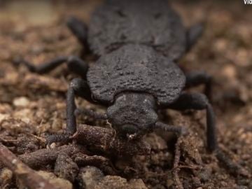 Escarabajo diabólico acorazado resistente a atropellos