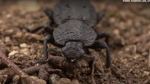 Escarabajo diabólico acorazado resistente a atropellos Escarabajo