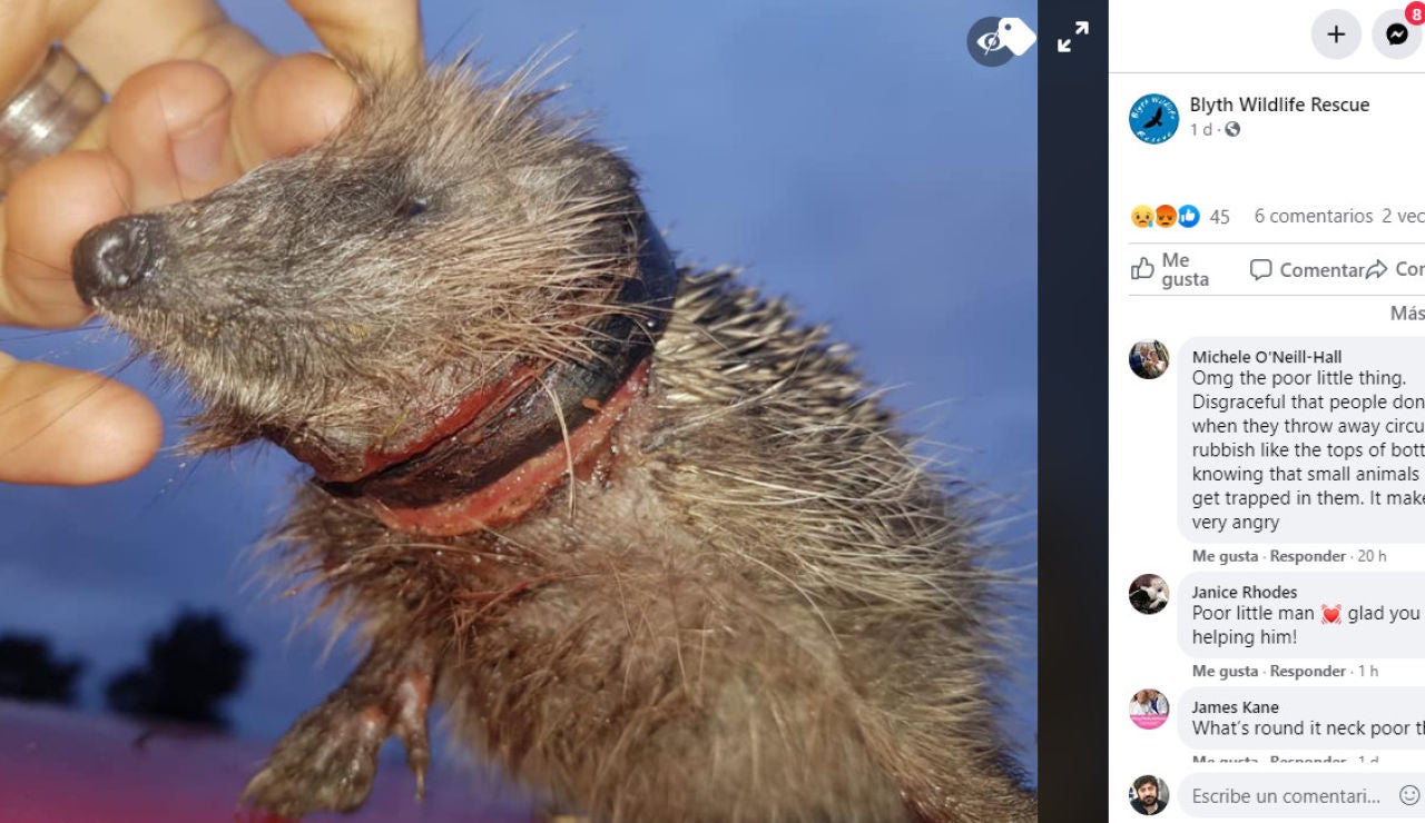 Facebook de Blyth Wildlife Rescue