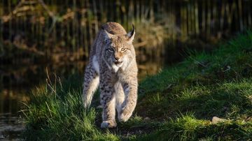 Lince