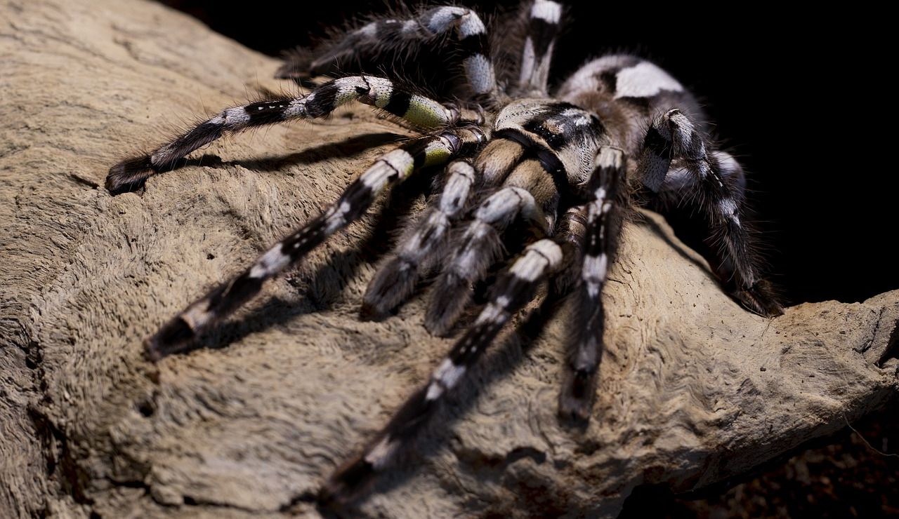 Tarantula