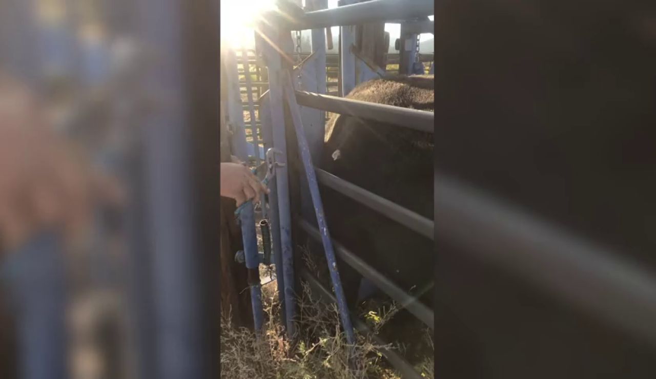VÍDEO: Extraen la cornamenta de un ciervo que una vaca tenía clavada en el costado