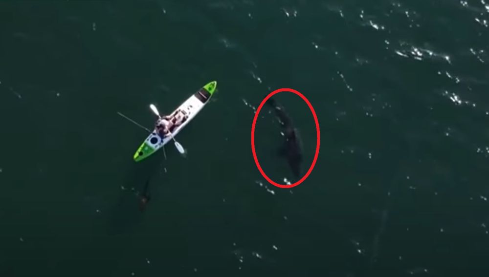 La terrorífica persecución de un tiburón blanco a un pescador que iba en kayak en Australia